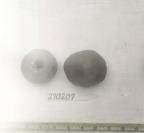 Click for 1 image(s) for this accession. FRUIT